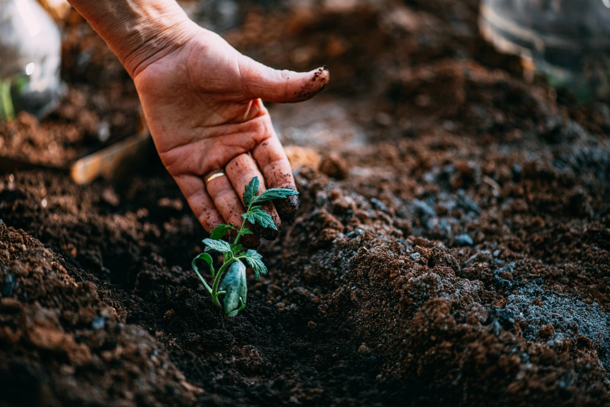 Hands holding soil with young seedlings